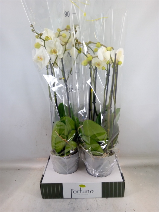 <h4>Phalaenopsis   ...white</h4>