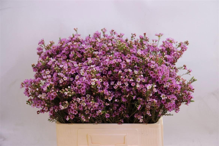 <h4>CHAME PAINTED LAD</h4>