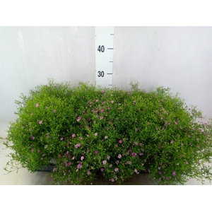 Gypsophila   ...