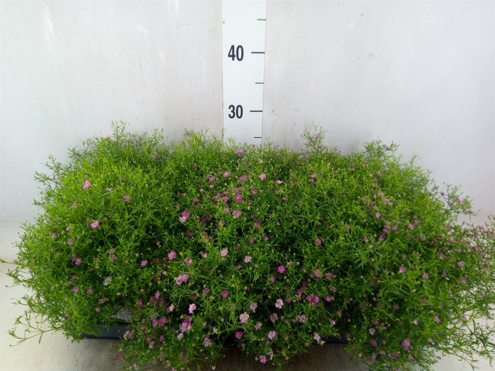 <h4>Gypsophila   ...</h4>