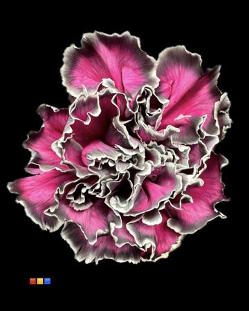 <h4>Dianthus St Roulette</h4>