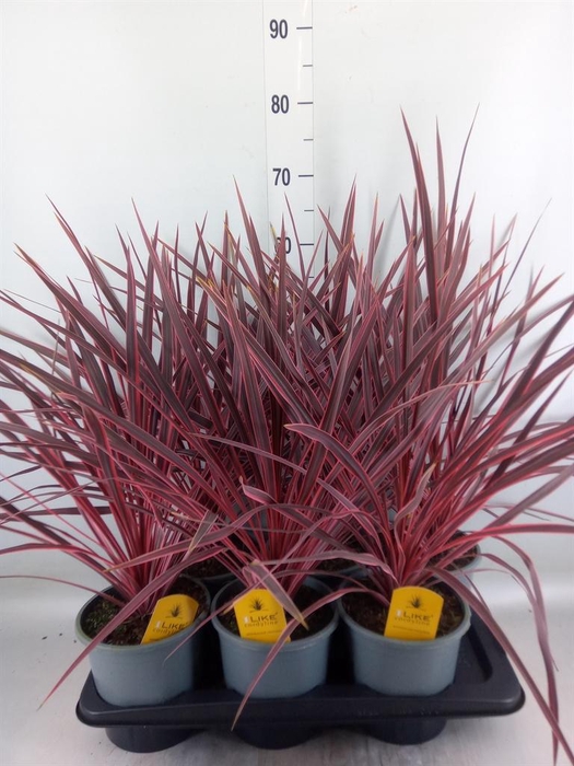 <h4>Cordyline ...</h4>