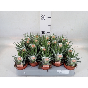 Haworthia fasciata 'Big Band'