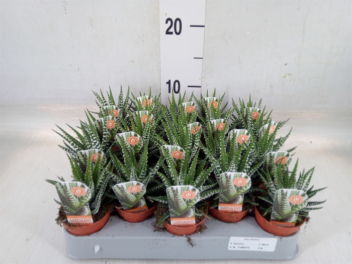 <h4>Haworthia fasciata 'Big Band'</h4>
