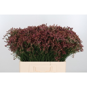 Limonium Red