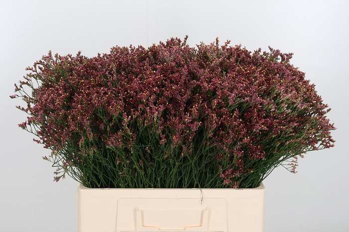 <h4>Limonium Red</h4>