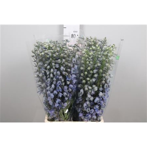 Delphinium DU 'Guardian Lavender'