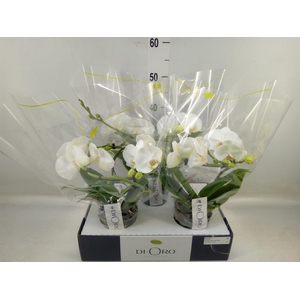 Phalaenopsis   ...white
