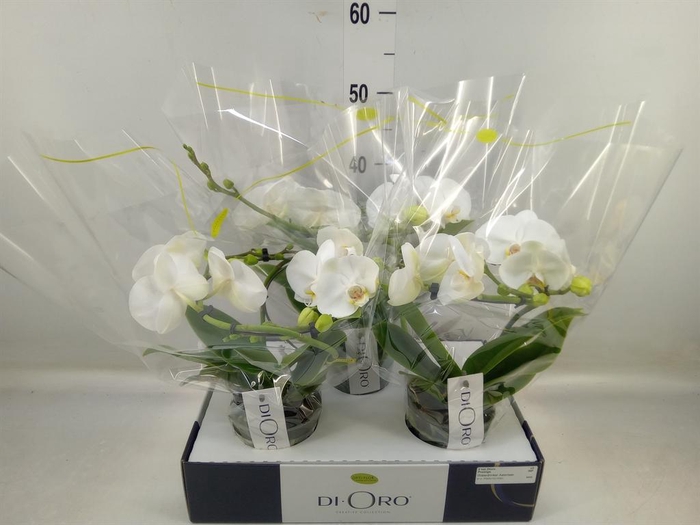 <h4>Phalaenopsis   ...white</h4>