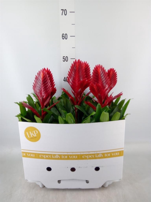 <h4>Vriesea  'Porto'</h4>