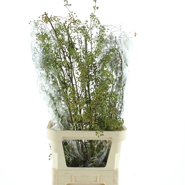 <h4>ROSA CORALLO</h4>