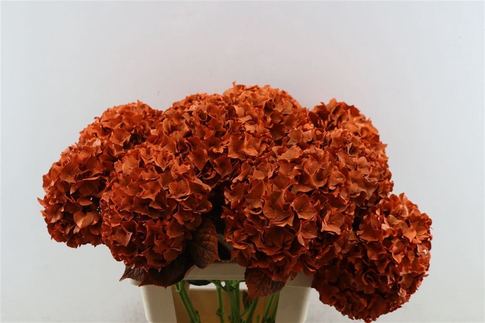 <h4>Hydr Kbh Oranje Stem</h4>