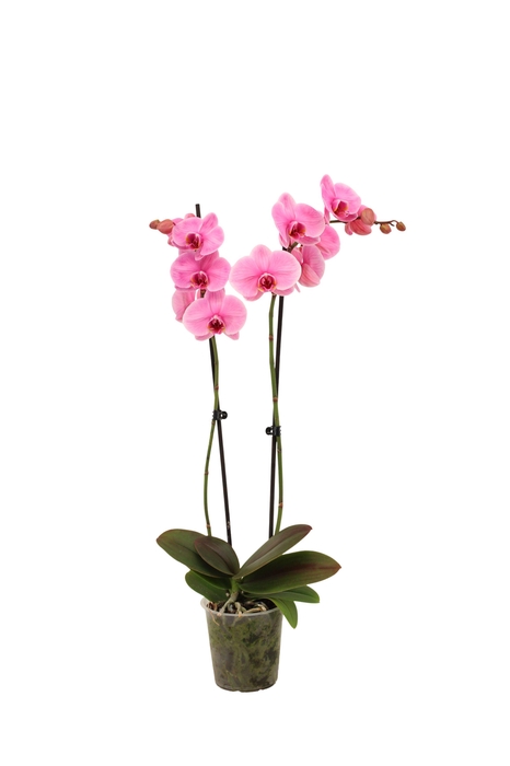 <h4>Phal I Am Pink 2T14+</h4>