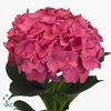 Hydrangea rodeo red