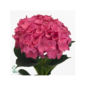 Hydrangea rodeo red
