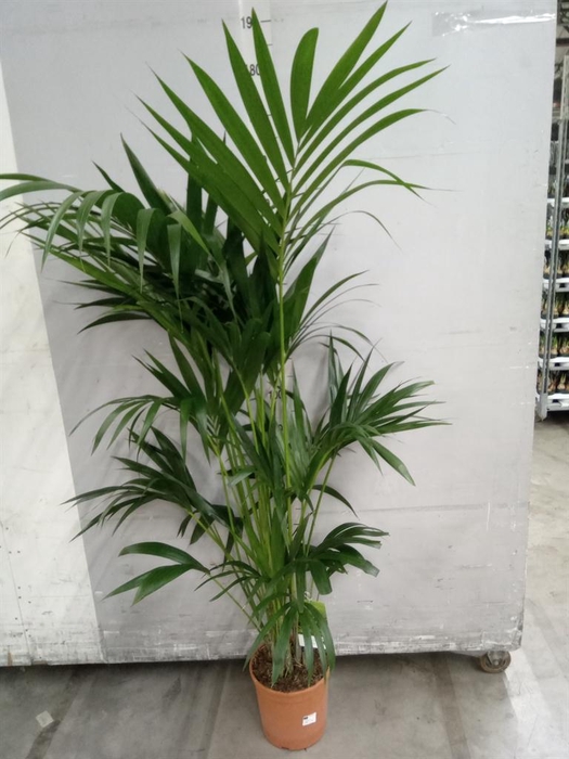 <h4>Howea forsteriana</h4>