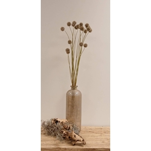 DRIED SCABIOSA