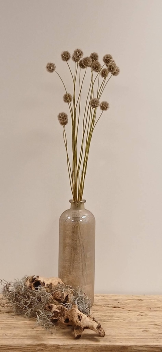 <h4>DRIED SCABIOSA</h4>