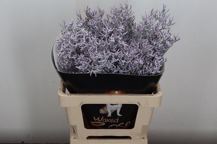 <h4>Limon Wx Wit</h4>