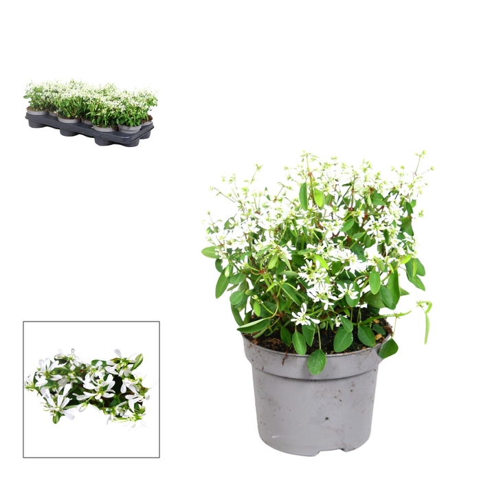 <h4>Euphorbia- 10,5 cm - white</h4>