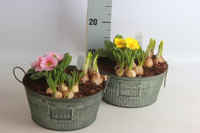 <h4>ARR TUINPLANTEN</h4>