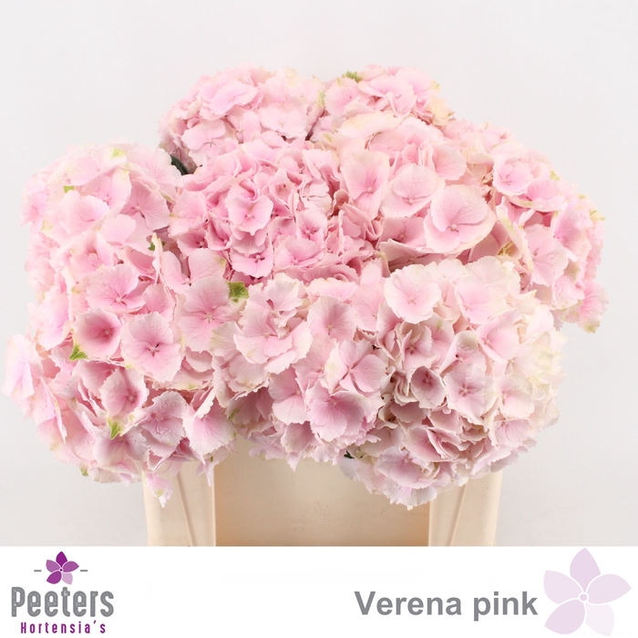 <h4>HYDR M CH VERENA</h4>