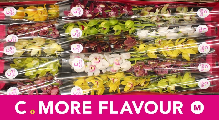 <h4>CYMB MI GEM</h4>