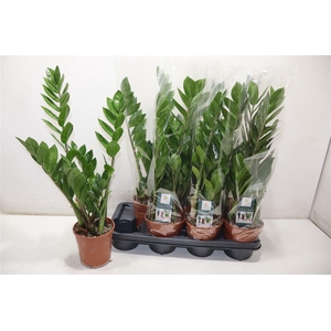 arr8 Zamio Zamiifolia