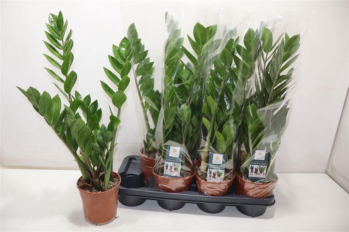 <h4>arr8 Zamio Zamiifolia</h4>