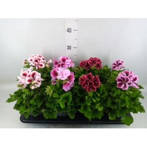 Pelargonium gran.   ..mix