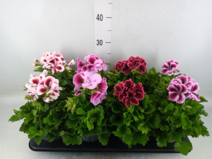 <h4>Pelargonium gran. ..mix</h4>