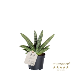 SANSEVIERIA BONCELLENSIS P9