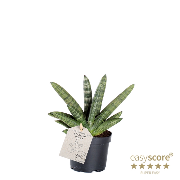 SANSEVIERIA BONCELLENSIS P9 BONC