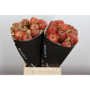 Banksia Wx Versilia