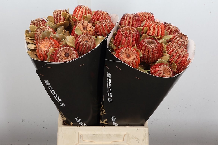 <h4>Banksia Wx Versilia</h4>