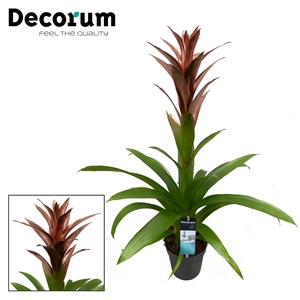 Guzmania Bonze (decorum)