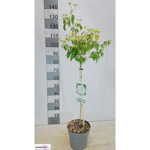 VIBU PL TOM WATANABE