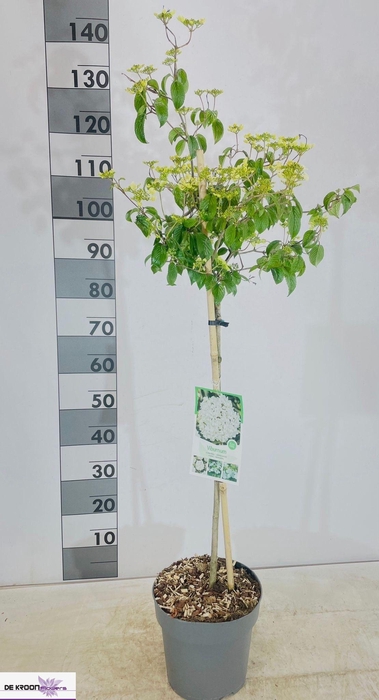 <h4>VIBU PL TOM WATANABE</h4>