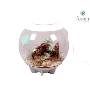 Terrarium XXL Exclusive wit met Tillandsia Airplants D45 24 uur levertijd