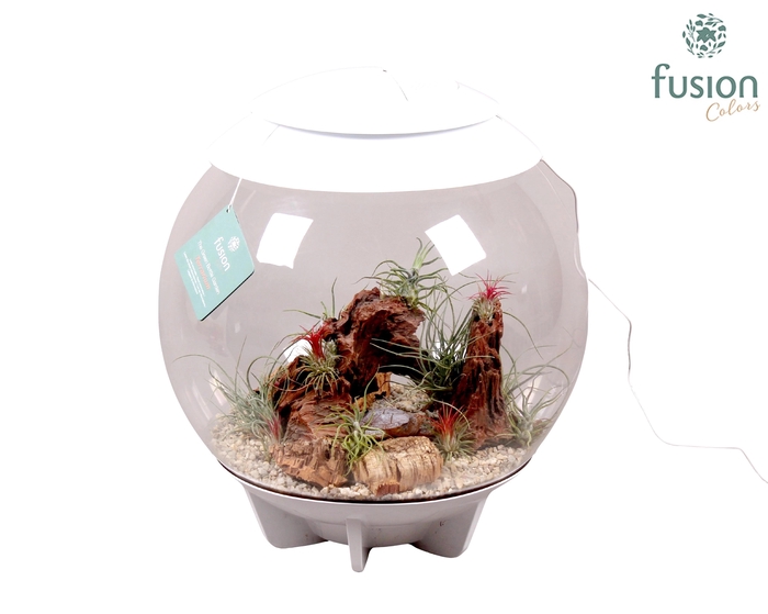 <h4>Terrarium XXL Exclusive wit met Tillandsia Airplants D45 24 uur levertijd</h4>
