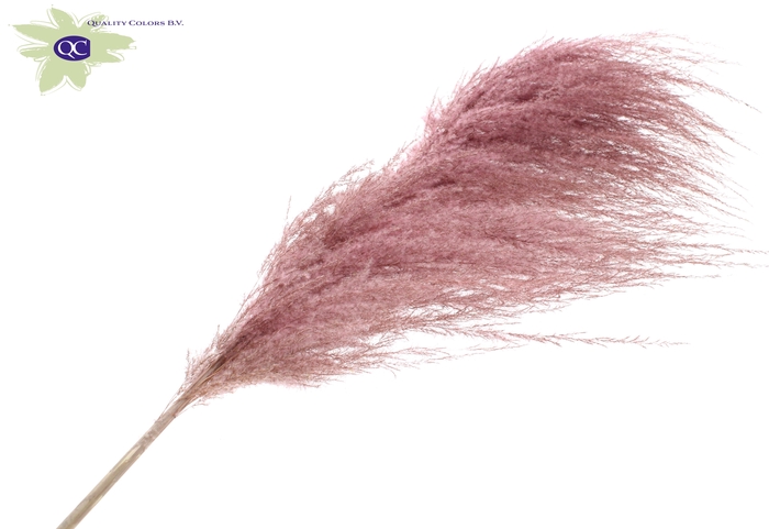 Pampas grass ± 175cm p/pc in poly light pink