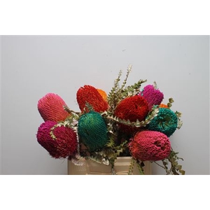 Banksia Speciosa Mixed Colors