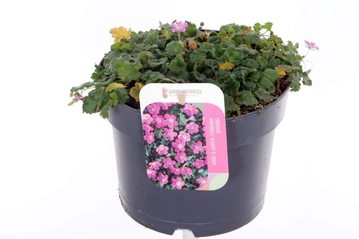 <h4>Erodium x variabile Bishops Form</h4>