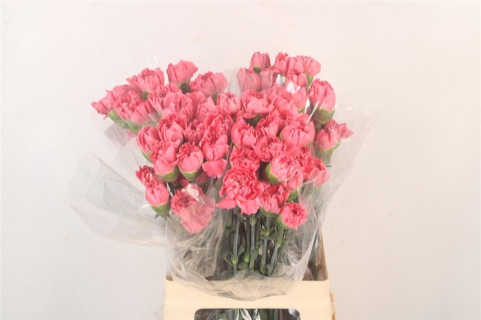 <h4>Di St Minami Tommy</h4>