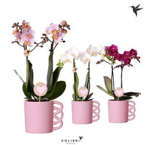 Kolibri Orchids Phalaenopsis mix 2 spike in Happy Mug pot pink