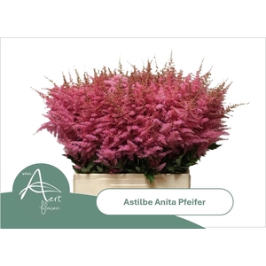 ASTIL AR ANITA PFEIF