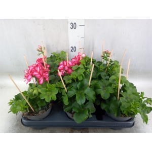 Pelargonium pelt.   ...