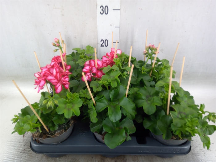 <h4>Pelargonium pelt.   ...</h4>
