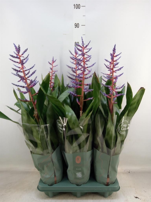 <h4>Aechmea  'Blue Rain'</h4>