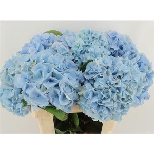 Hydr M Ch Challen Bl 60cm-21